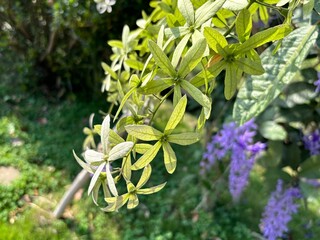 A vibrant Sandpaper Vine (Petrea volubilis), also known as Queen’s Wreath, Purple Wreath, or...