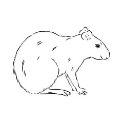 Agouti Vector Illustration Hand Drawn Animal Cartoon Art