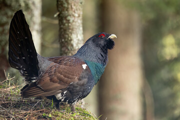 Tetrao urogallus