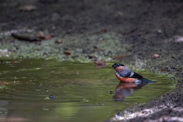 Eurasian Bullfinch Bathing in a Forest Puddle