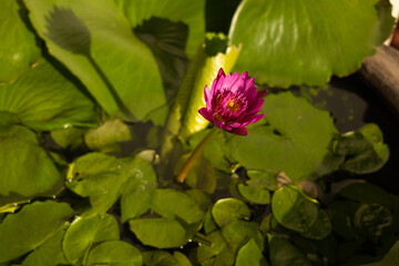 Nature Photograph With Close-Up Of Lotus Water Lily In Pond