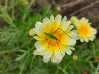 yellow flower in the garden