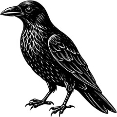 Obraz premium a detailed illustration of a black raven, exuding a sense of mystery and intelligence. Its feathers and beak are meticulously depicted.