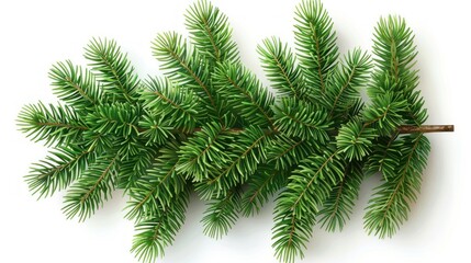 Festive evergreen branch on white background