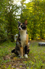 A striking tricolor cat is sitting on the grass. The lush green grass and warm sunlight create a dreamy, nature-filled atmosphere that highlights the unique color of the cat.