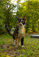 A curious calico cat walking through green grass, staring ahead with wide, alert eyes. Sunlight filters through the trees, casting a warm glow on the scene. A dynamic and engaging feline portrait.