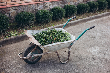 Old metal garden wheelbarrow full of weeds after cleaning the garden.