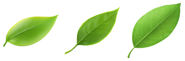 Three vibrant green leaves with detailed veins on transparency background