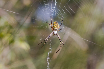Wasp Spider’s Golden Lattice