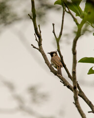 A beautiful Himalayan Bulbul (Pycnonotus leucogenys) perched on a tree branch, its distinctive crest and markings standing out against the soft background.
