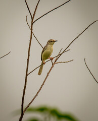 A small bird perched on a dry branch, captured in stunning detail. Perfect for wildlife lovers, nature blogs, and creative projects.