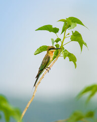 A vibrant bird with green and brown plumage perches on a delicate branch amid lush green leaves, set against a soft blue sky, capturing a serene nature moment.