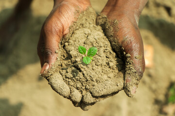 young sprout in female hands, top view, care concept