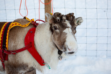 A reindeer on a reindeer farm  © renatepeppenster