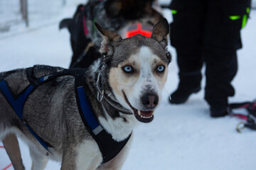 A portrait of a sled dog with blue eyes