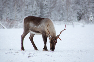 A reindeer grazing in the snow