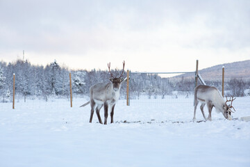 Two reindeers  on a reindeer farm  © renatepeppenster