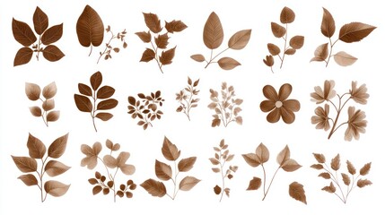 Collection of various brown leaves and branches.  Detailed illustrations of leaves, twigs, and blossoms in sepia tone.  Perfect for design, backgrounds, or botanical illustrations