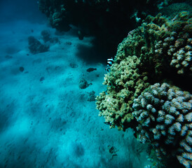 Underwater view of tropical coral reef with hard corals and fish.