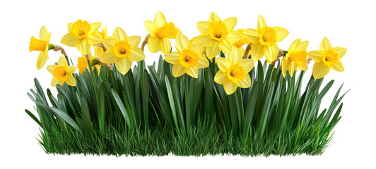 PNG Yellow daffodils on lush green grass flowers arrangement botanical.