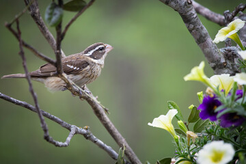 Female grosbeak perched on a limb
