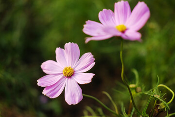 Fototapeta premium Close up blooming couple pink cosmos flower and pollen in a meadow of wildflower with sunny on summer in tropical garden. Copy space 