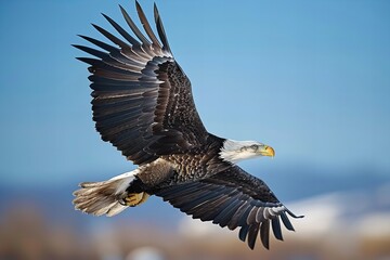 Obraz premium Bald Eagle in Flight: A Close-up Capture against a Bright Blue Sky