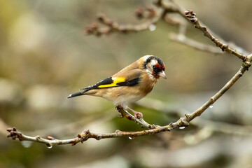 Goldfinch (Carduelis carduelis)
