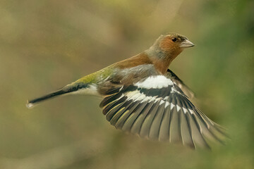 Chaffinch (Fringilla coelebs)