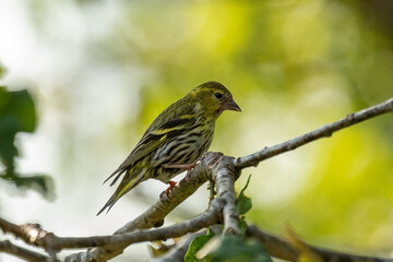Siskin (Carduelis spinus)