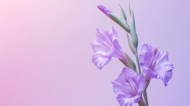 Elegant Lavender Gladiolus Blooms on Soft Background