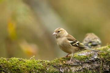 Chaffinch (Fringilla coelebs)