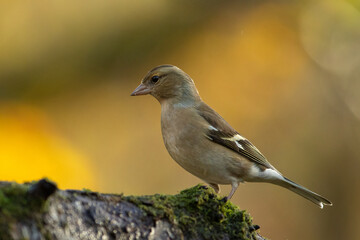 Chaffinch (Fringilla coelebs)
