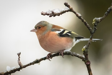 Chaffinch