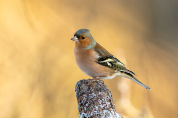 Chaffinch (Fringilla coelebs)