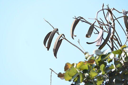 Oroxylum indicum tree fruits.&nbsp;Its other names trumpet tree, oroxylum, Indian trumpet tree, broken bones tree,&nbsp;scythe tree, Damocles tree and&nbsp;midnight horror. Its used in&nbsp;traditional medicine.