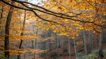 Golden Autumn Leaves in a Hazy Forest