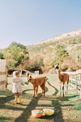 Little girl hands a cabbage leaf to a brown alpaca near a pen in a pasture