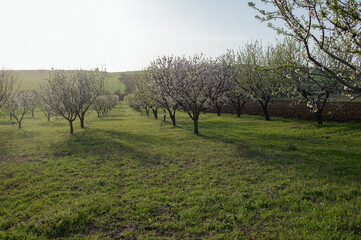 Fototapeta premium A pathway lined with blooming almond trees in various colors, bathed in the warm glow of the setting sun.