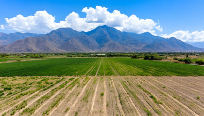 Fototapeta premium Lush green agricultural fields stretching towards a majestic mountain range under a vibrant blue sky