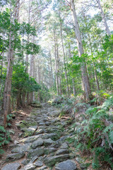 Obraz premium 熊野古道伊勢路馬越峠から尾鷲へ