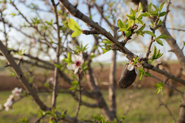 Blooming almond tree branches with delicate white flowers and last year’s remaining almonds. A...