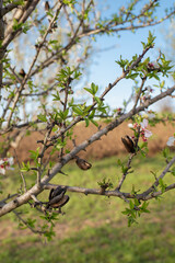 Blooming almond tree branches with delicate white flowers and last year’s remaining almonds. A beautiful contrast of fresh blossoms and mature fruit, capturing the essence of seasonal transition