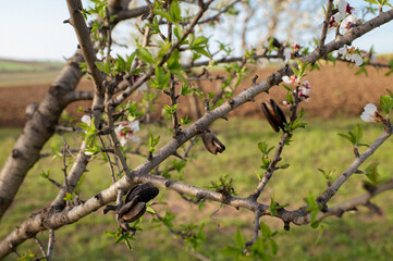 Blooming almond tree branches with delicate white flowers and last year’s remaining almonds. A beautiful contrast of fresh blossoms and mature fruit, capturing the essence of seasonal transition