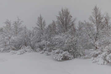 Winter landscape in Swedish Lapland, near Kiruna.