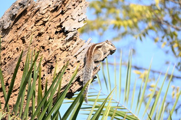 Squirrels sitting on dried tree. It is a members of the family Sciuridae. A family that small or medium sized rodents. squirrel family includes tree squirrels, ground squirrels  and flying squirrels.