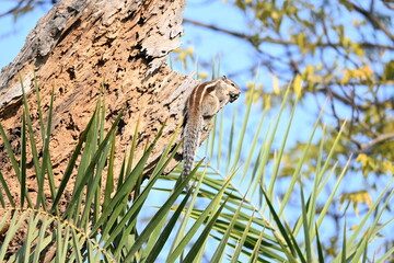 Squirrels sitting on dried tree. It is a members of the family Sciuridae. A family that small or medium sized rodents. squirrel family includes tree squirrels, ground squirrels  and flying squirrels.