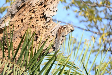 Squirrels sitting on dried tree. It is a members of the family Sciuridae. A family that small or medium sized rodents. squirrel family includes tree squirrels, ground squirrels  and flying squirrels.