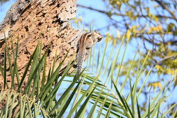 Squirrels sitting on dried tree. It is a members of the family Sciuridae. A family that small or medium sized rodents. squirrel family includes tree squirrels, ground squirrels  and flying squirrels.