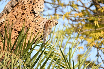 Squirrels sitting on dried tree. It is a members of the family Sciuridae. A family that small or medium sized rodents. squirrel family includes tree squirrels, ground squirrels  and flying squirrels.